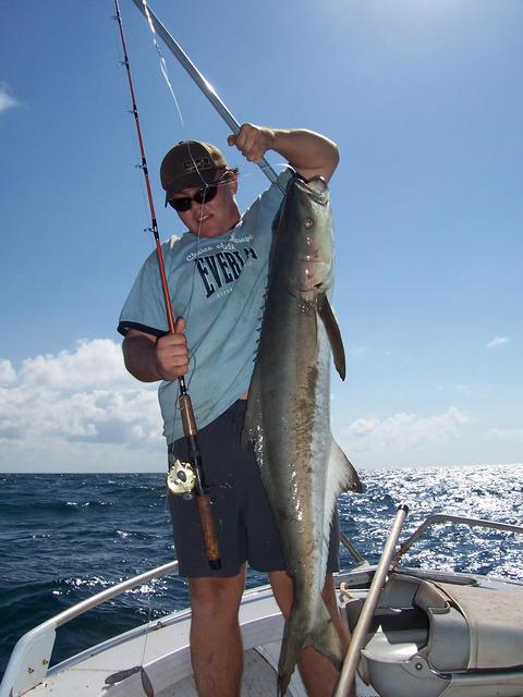 Cobia